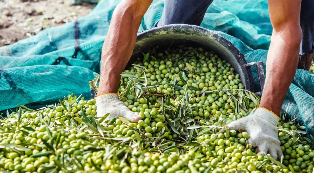 CLNAS2BMPBB6PLABCE7MMELIUA e1659357515771