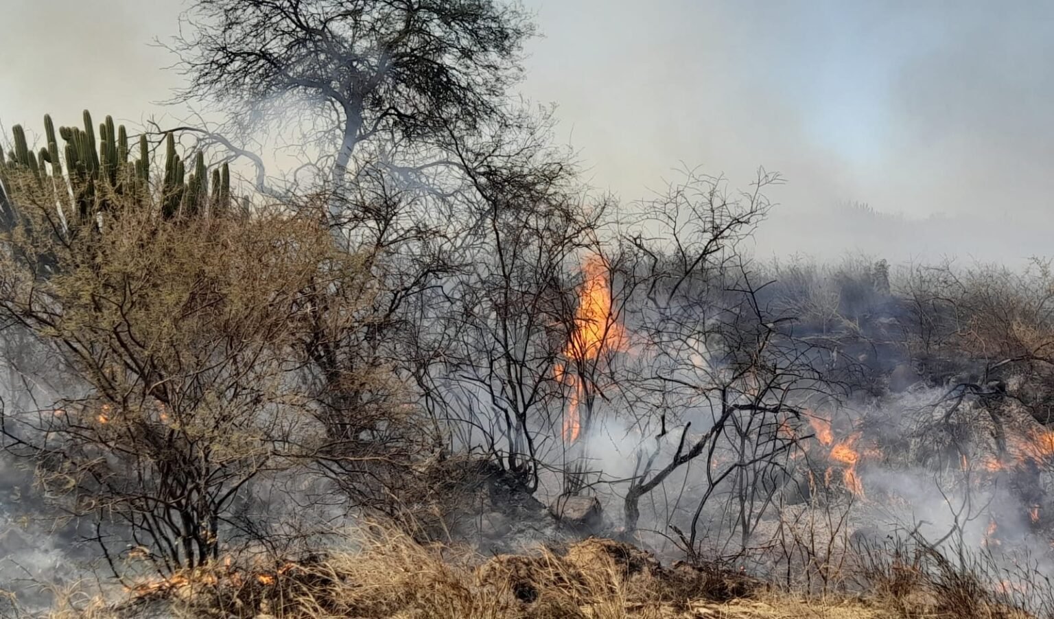 Se registraron focos de incendios en tres departamentos de la provincia WhatsApp Image 2022 09 13 at 07.28.37 e1663116770866