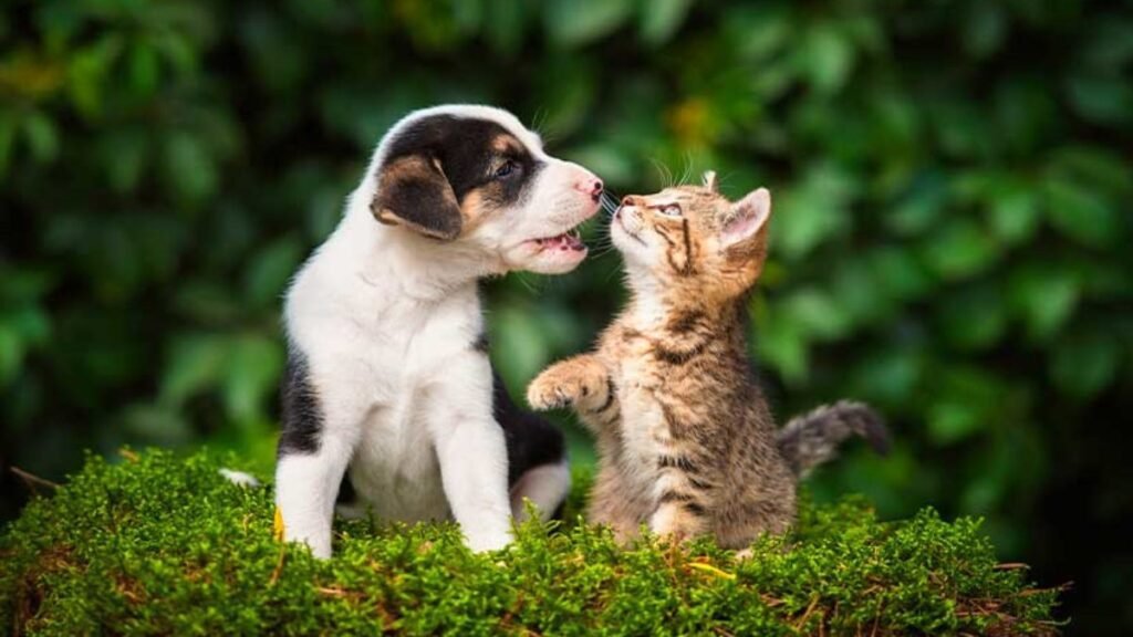 convivencia perros gatos 1200x675 1