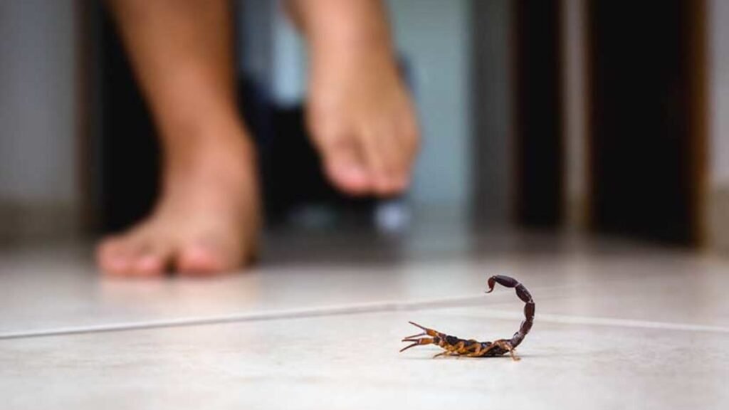 Preocupa el aumento de consultas por picaduras de alacranes ¿cómo prevenirlas? Alacranes