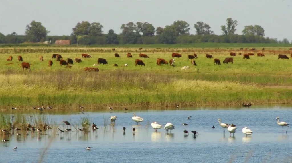 Humedales: Diputados emitió dos dictámenes y empieza la cuenta regresiva para que la ley llegue al recinto JU7R65D7WRAOLJACEZZQPBDMQU
