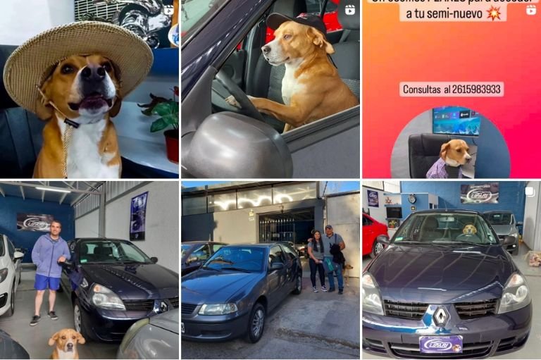 Mendoza: agencia promociona sus autos con perritos rescatados y se vuelve viral en redes 1 f768x1 18385 18512 15