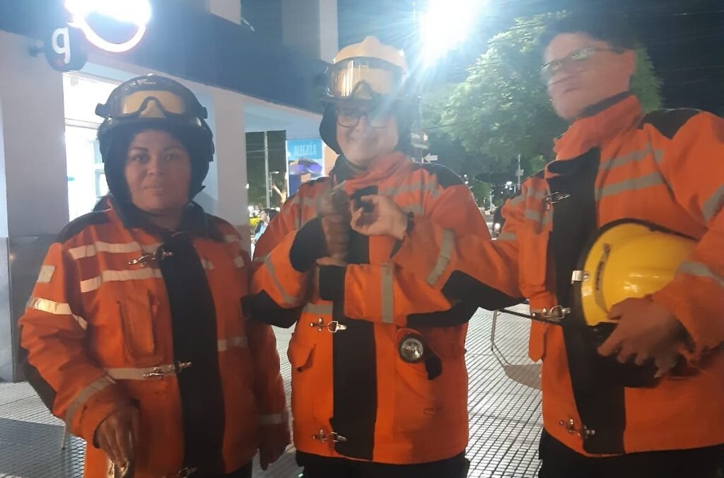 Una historia con final feliz: Bomberos rescataron un gatito atrapado en un desagüe WhatsApp Image 2023 04 26 at 08.04.14