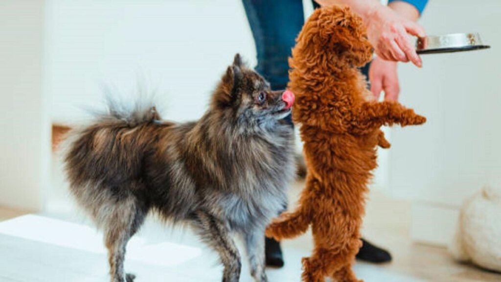 mascotas e1682014334477