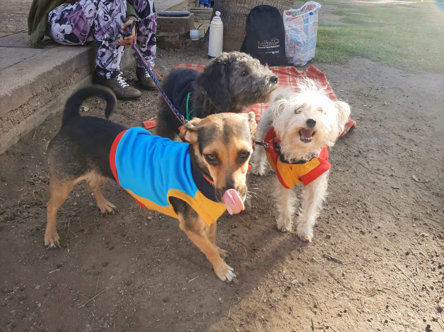 En Rosario proponen beneficios impositivos para quienes adopten perros y gatos mascotas