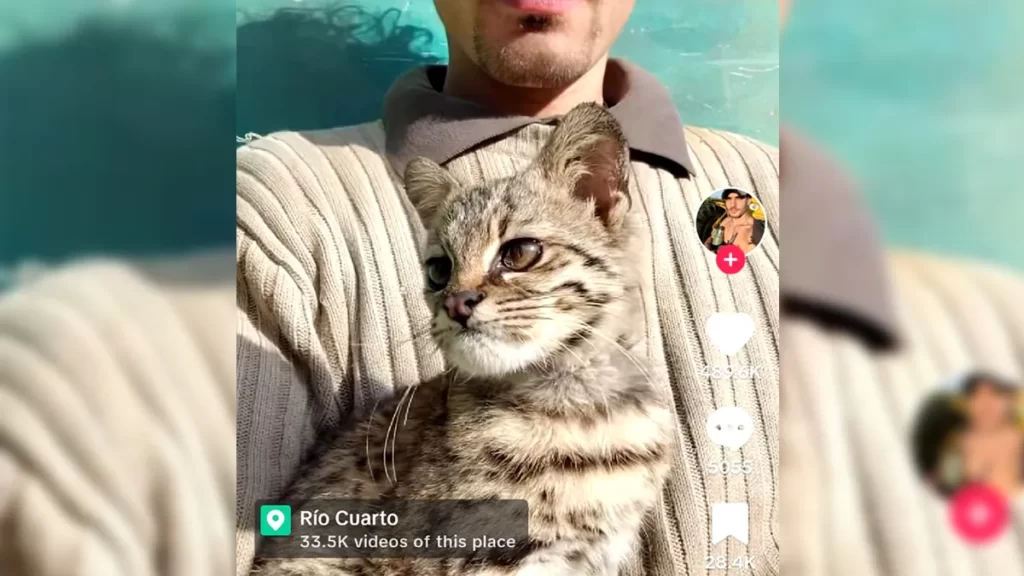 Rescataron gato montés que un joven de exhibía por TikTok en Córdoba tik tok webjpg