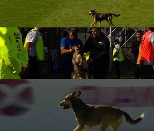 Disturbios, partido pausado y hasta un perro en la cancha: el paso de Talleres vs Chacarita por La Rioja 1 WhatsApp Image 2023 06 06 at 18.08.43