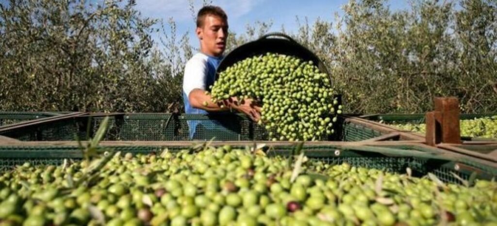 cosecha aceitunas e1644592260117 1200x545 c