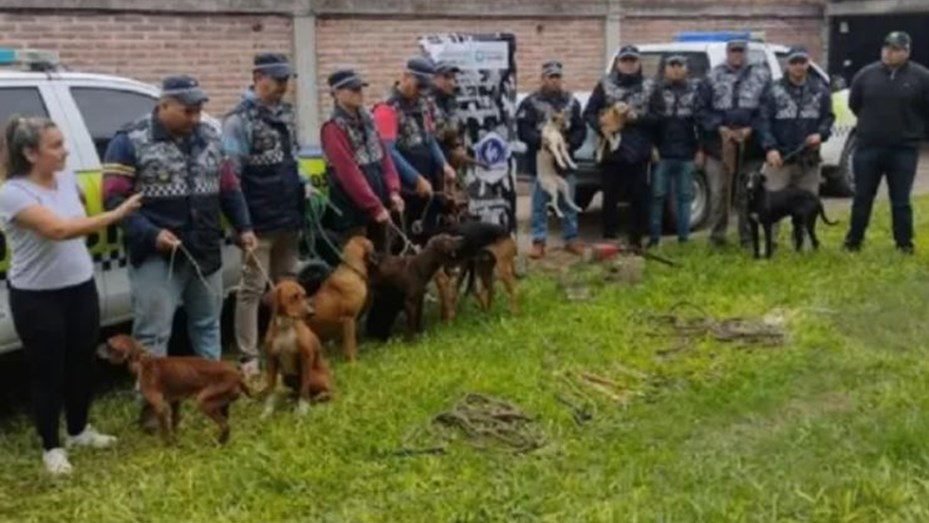 Rescataron 13 perros víctimas de maltrato en Tucumán perros tucuman