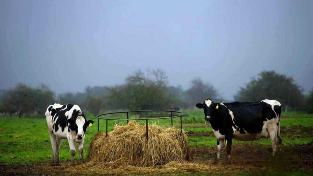 Destacan el «gran impacto» de la innovación tecnológica agropecuaria vacas