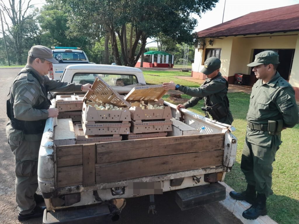 decomisan pollitos sin aval sanitario 1