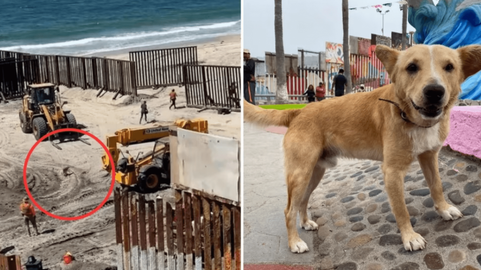 Viral: un perro mexicano cruzó a Estados Unidos, lo engancharon y lo deportaron PERRO MIGRANTE