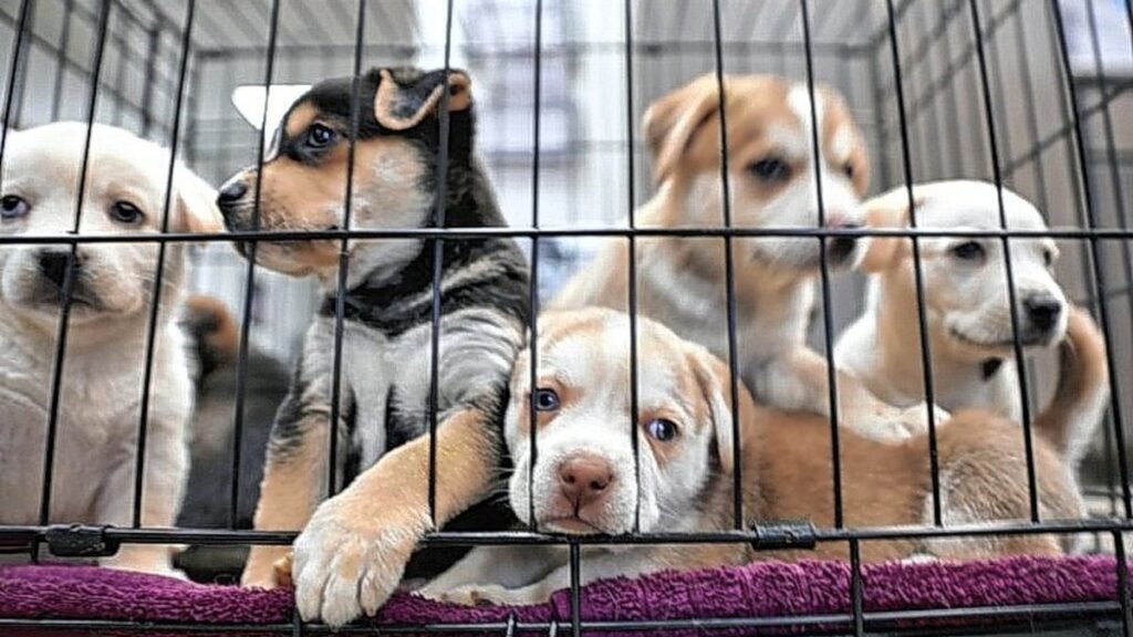 perros venta animales prohibicionjpeg