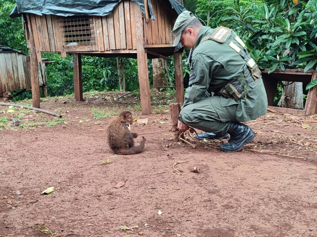 Rescataron a un mono capuchino que se encontraba cautivo en una vivienda de Misiones rescatan a mono capuchino en cautiverio 1