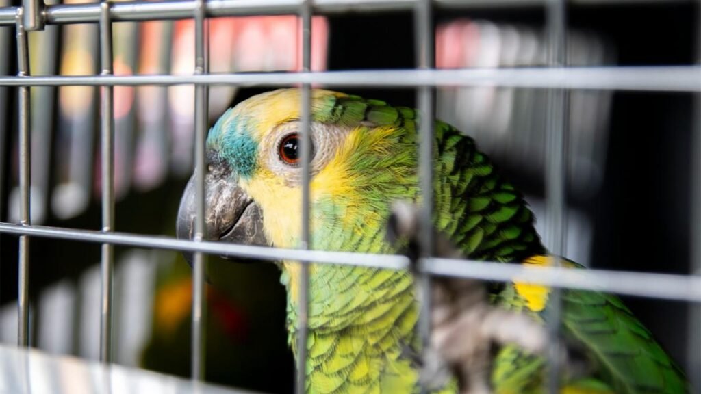 Más de un centenar de aves silvestres fueron decomisadas en dos operativos en Buenos Aires 655fbe5868fc8 1200