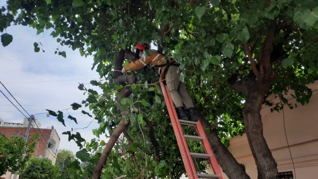Bomberos limpiaron la calzada ante la caída de un árbol en el casco céntrico WhatsApp Image 2023 11 15 at 5.15.35 PM