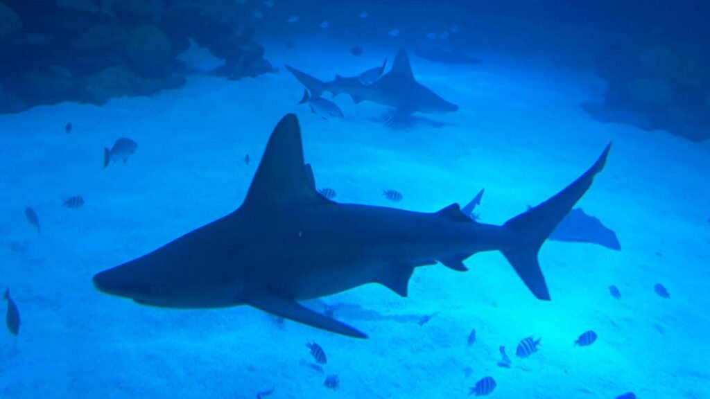 Una mujer murió atacada por un tiburón mientras practicaba remo en Bahamas 64d6bdd7cd8bd 1200