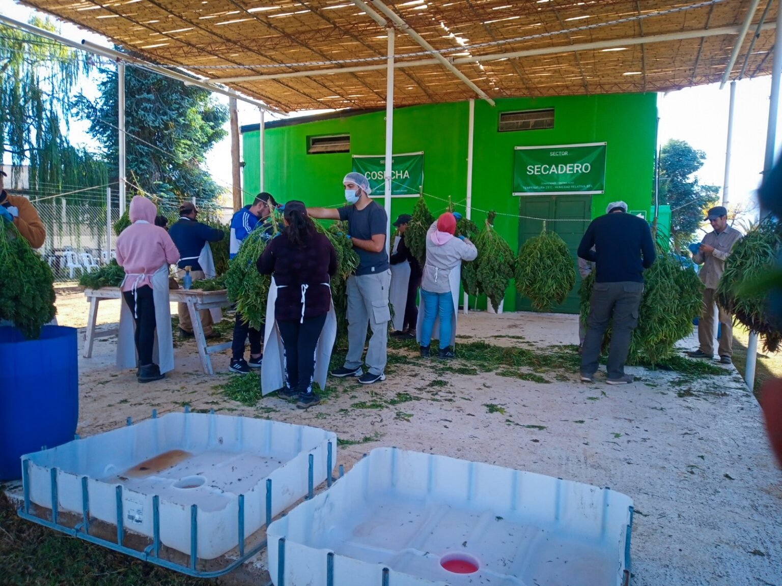 Más de 150 inscriptos en la 2da Cohorte de la Diplomatura en Cultivo e Industrialización de Cannabis WhatsApp Image 2023 12 12 at 12.33.46 PM