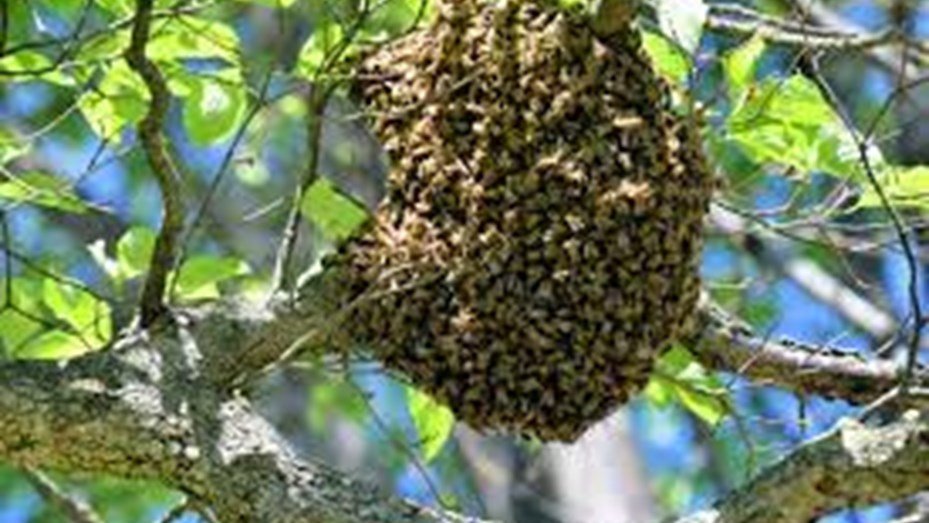 Corrientes Un Hombre Murió En Una Plaza Tras Ser Atacado Por Un Enjambre De Abejas 2024