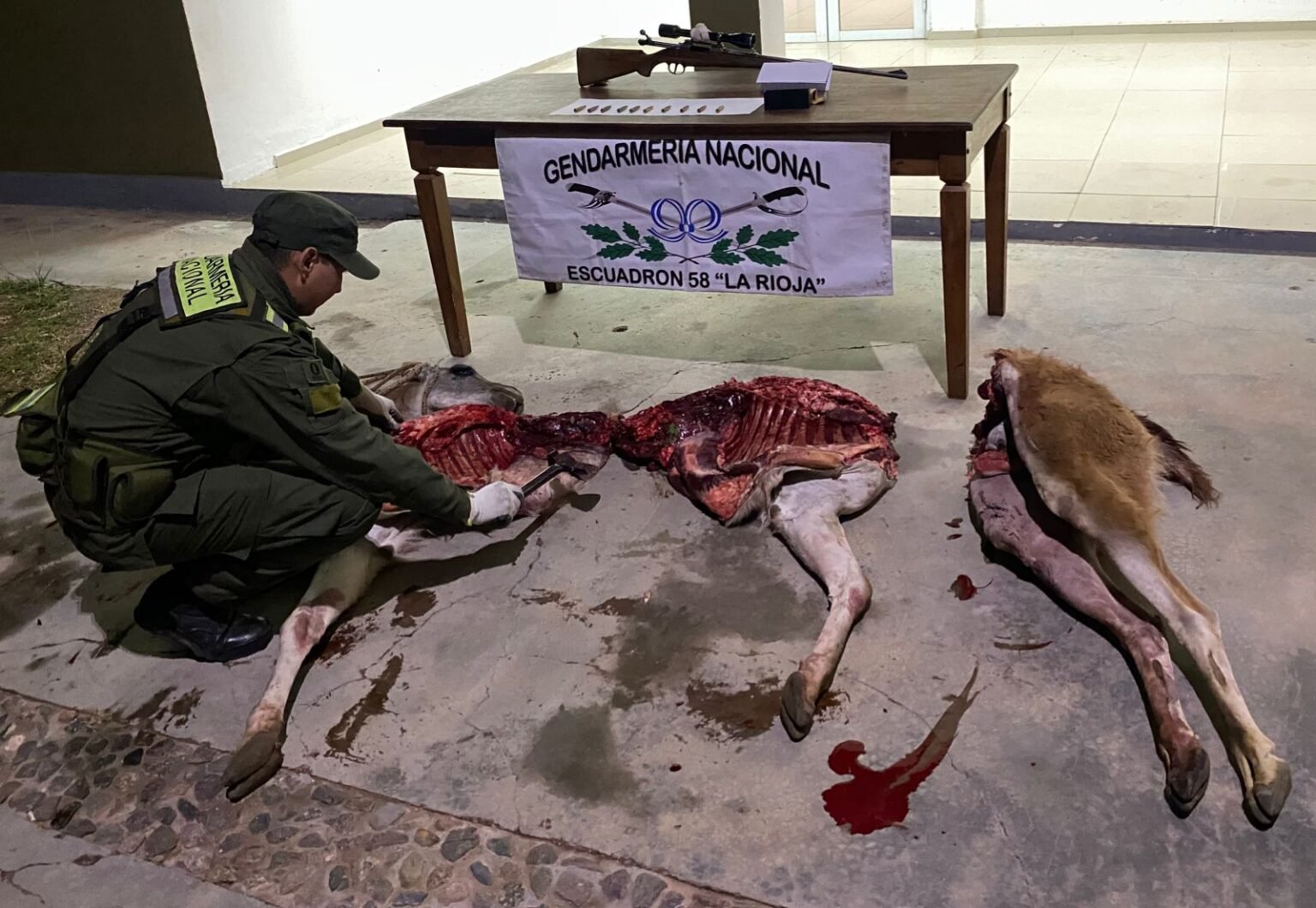 Detuvieron a un hombre por faena de un guanaco en Ruta 75 Vicky faena