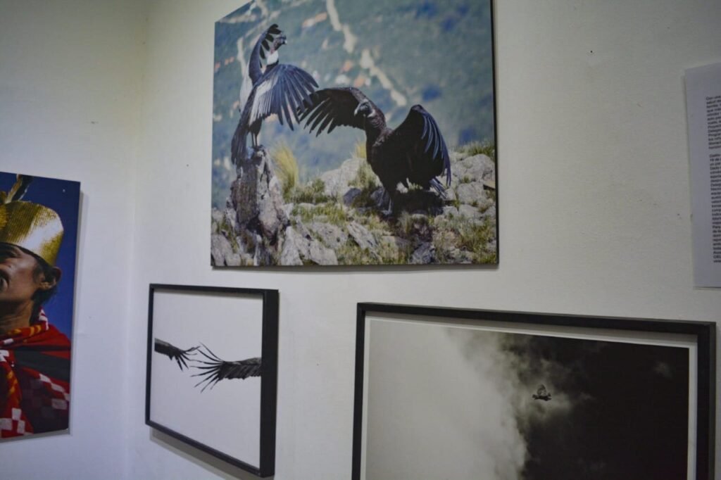 Juan Caro fue declarado Santuario del Cóndor 436130418 975572161235988 8165890508572683243 n