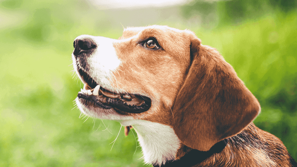 Día Nacional del Perro: ¿por qué se celebra cada 2 de junio en Argentina? Como hacer Que tu perro deje de perseguir a tu gato teaser