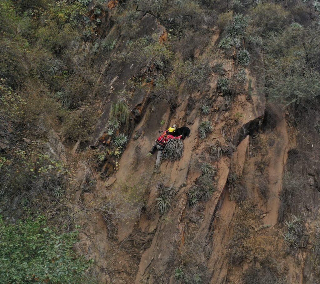 Bomberos rescataron un perro que se encontraba extraviado en zona montañosa WhatsApp Image 2024 07 16 at 11.39.30 PM 1
