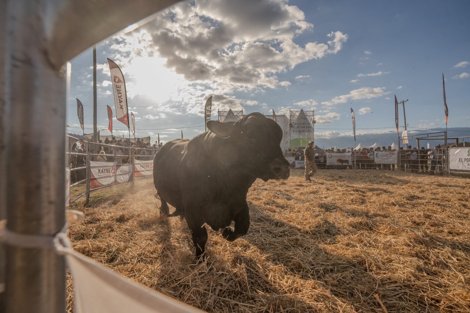 Exitosa tercera edición del remate de cabañas riojanas IMG 20241121 WA0129