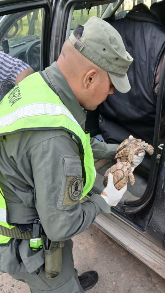 Demoraron a conductor que llevaba ilegalmente dos tortugas terrestres hacia Río Cuarto rescaatan a dos tortugas terrestres 1