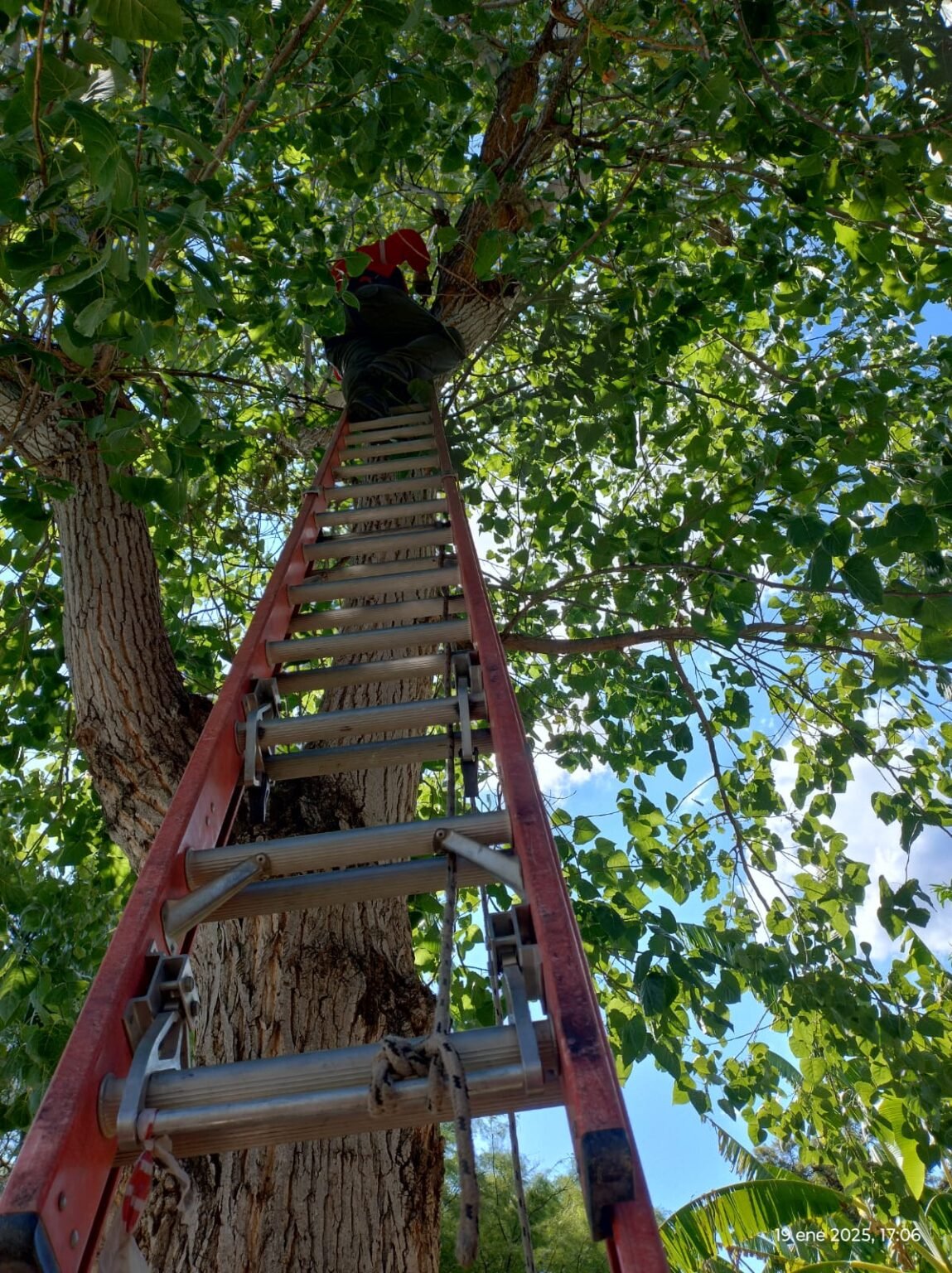Bomberos de La Rioja rescataron a un gatito de un árbol de 10 metros de altura WhatsApp Image 2025 01 19 at 6.49.12 PM