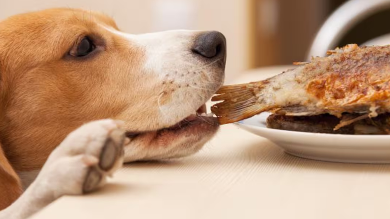Qué es mejor para tu mascota: carne cruda o carne cocida perro