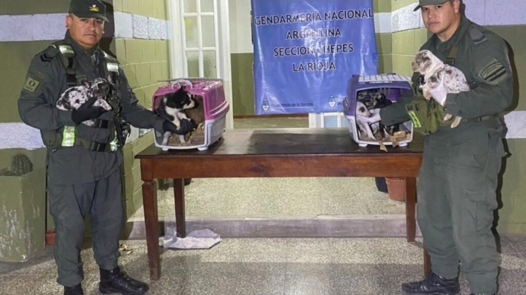 La Rioja: sujeto trasladaba ocho cachorros de en malas condiciones y quedó detenido WhatsApp Image 2025 04 28 at 7.57.08 AM