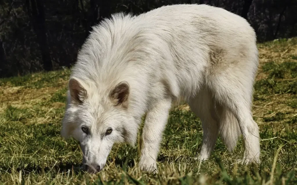 «Lobos terribles»: científicos lograron revivir tras 10.000 años a la especie protagonista de «GOT» lobo terrible revivido