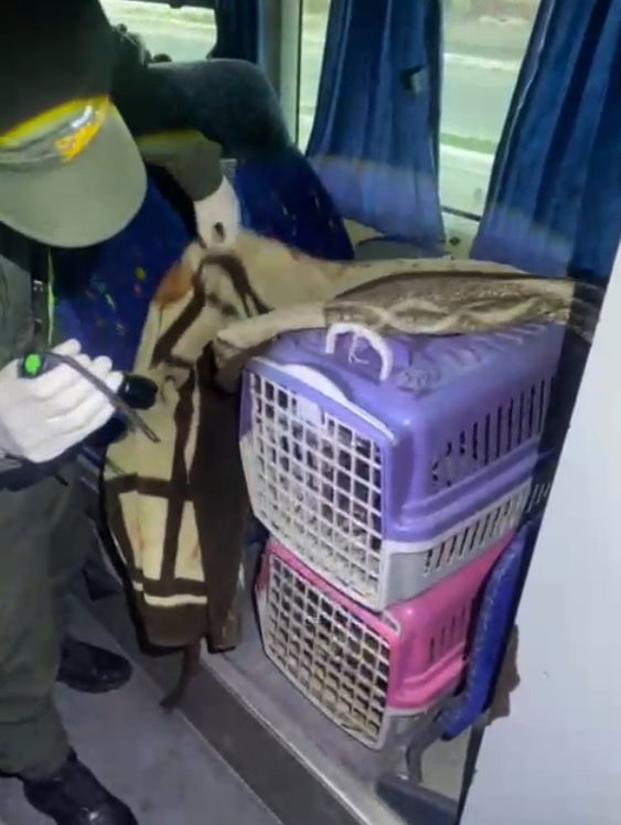 La Rioja: sujeto trasladaba ocho cachorros de en malas condiciones y quedó detenido 1 maltrato animal la rioja perros 2