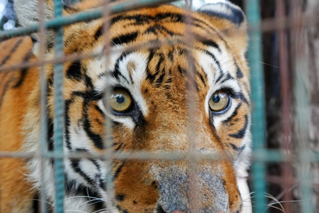 Comienza el traslado de grandes felinos de La Rioja al Santuario Tekove Mymba 1 495167999 1215008090632743 2183075135799799266 n