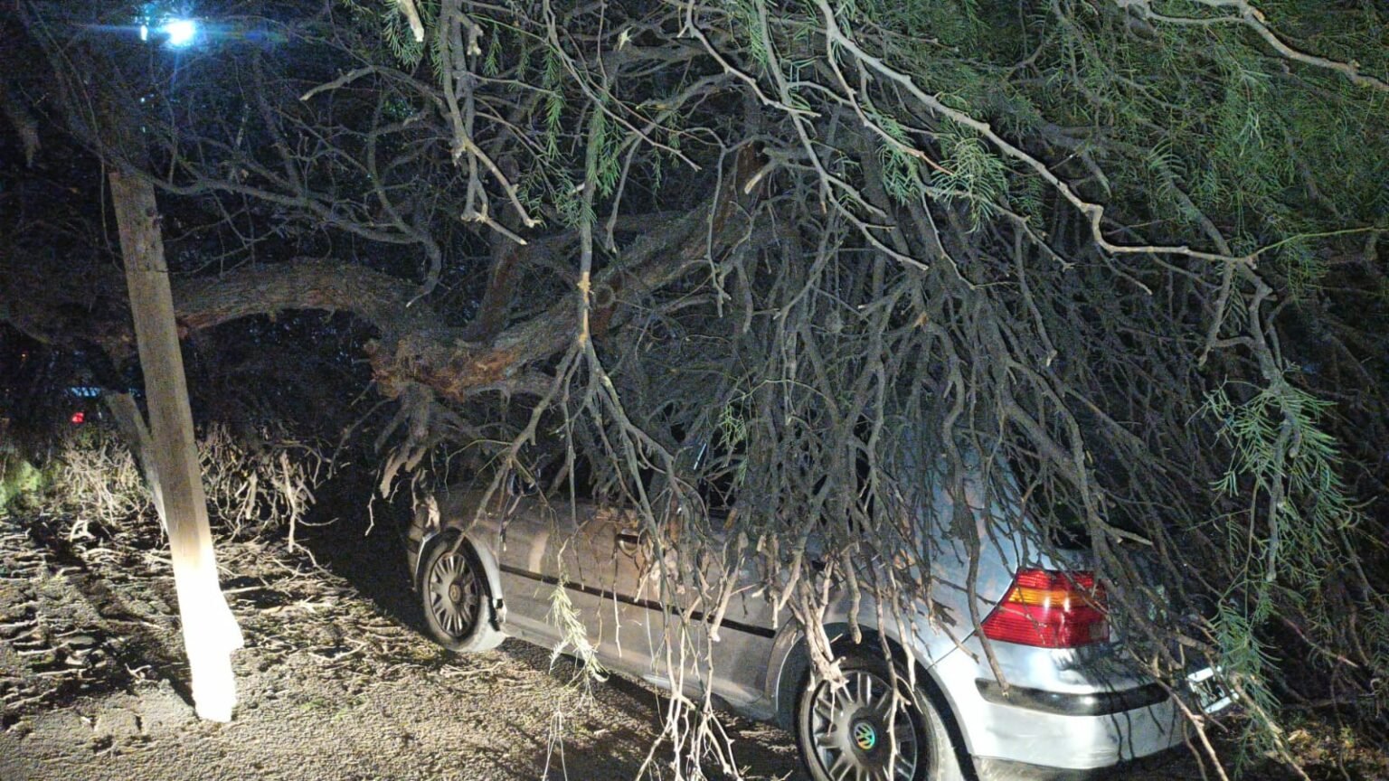 Ramas de un árbol cayeron sobre un auto en barrio Hospital WhatsApp Image 2025 05 12 at 12.46.52 AM 1