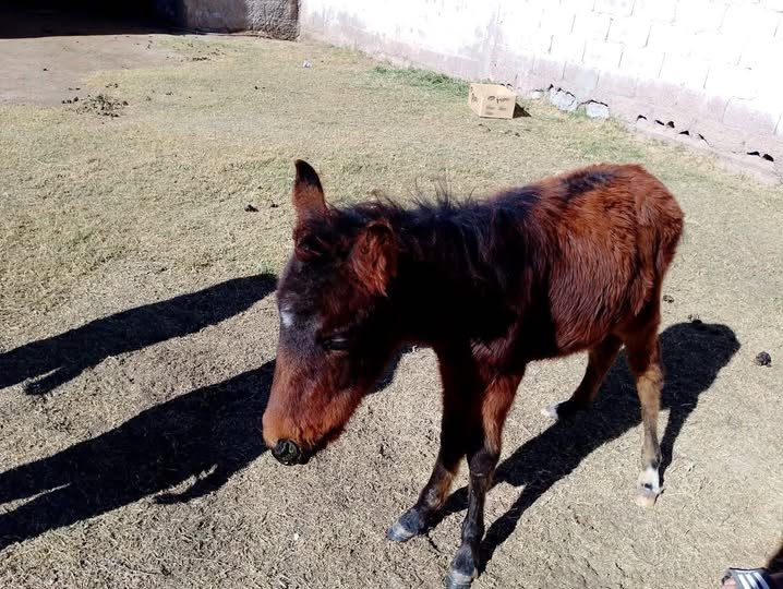 Recuperaron a un potrillo robado en inmediaciones de Ruta 5 509356848 1026240073041170 7425067941685050058 n