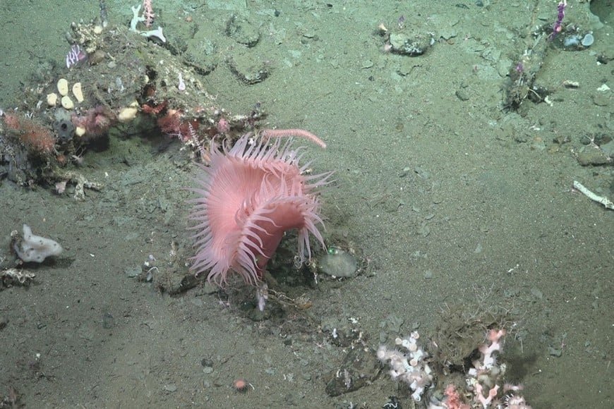 Impresionantes imágenes del fondo marino que conmovieron a miles de argentinos 2