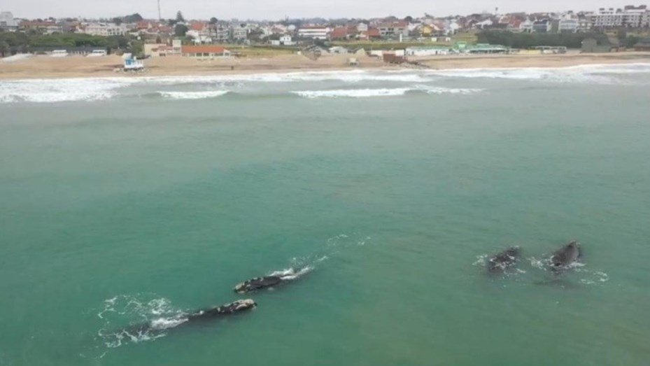 Mar del Plata: avistaron ballenas a 700 metros de la costa ballenas
