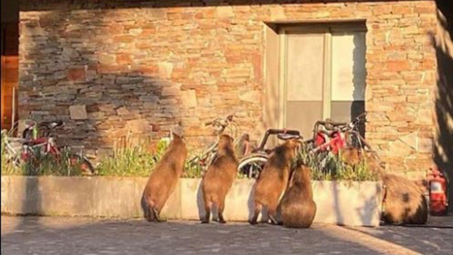 Implementarán una vacuna anticonceptiva para frenar la reproducción de los carpinchos carpinchos