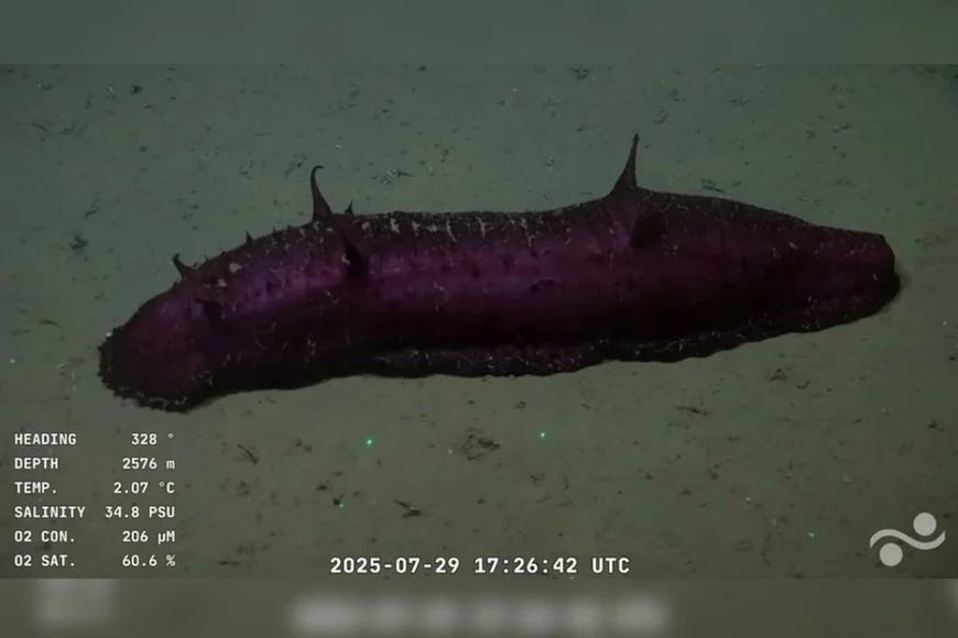 Impresionantes imágenes del fondo marino que conmovieron a miles de argentinos 1 dcg