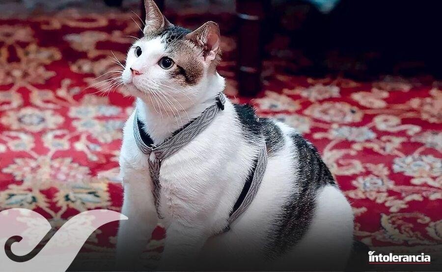 Indonesia designó un custodio oficial para el gato del Presidente 2 gato indonesia