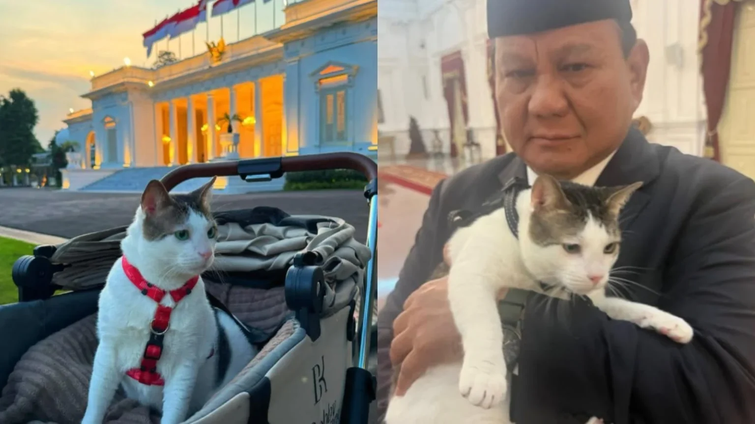Indonesia designó un custodio oficial para el gato del Presidente indonesia