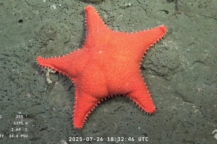 Impresionantes imágenes del fondo marino que conmovieron a miles de argentinos patricio