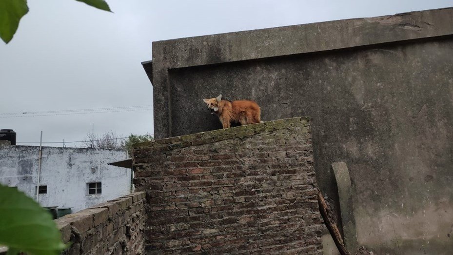 Rescataron una aguará guazú del techo de una casa: una familia la tenía como mascota whatsapp image 2025 07 21 at 145418