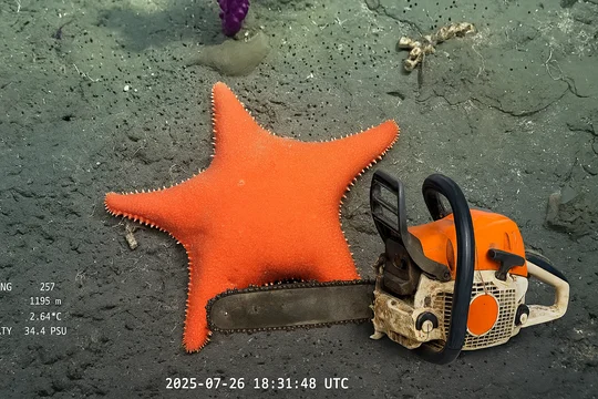 En medio del furor por el streaming del Conicet, un estudio revela que el sector perdió más de 4.000 empleos 360 77