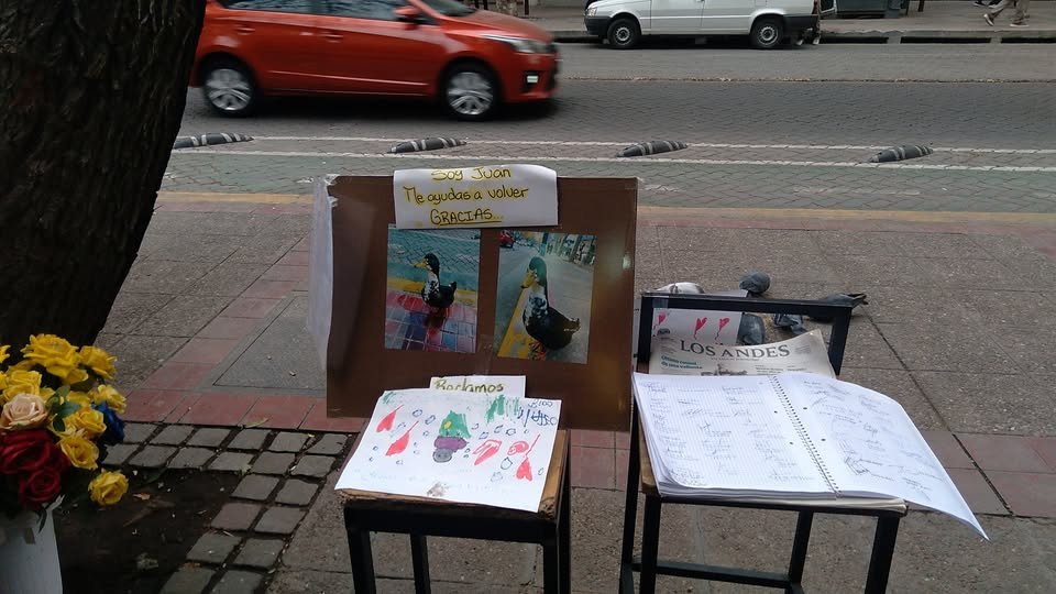 Mendoza: un pato fue denunciado por agresivo y ahora tiene abogado defensor 1 525538462 1290150052818167 7361032724940095993 n