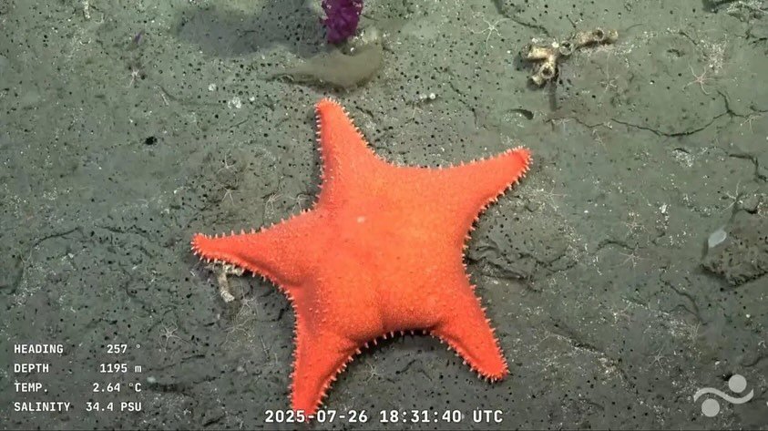 Desde Conicet revelaron complicaciones para la nueva expedición en Mar del Plata conicet vivo