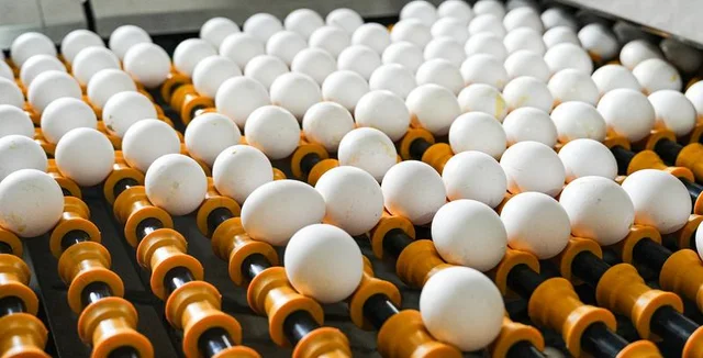 Estados Unidos registra un brote de salmonela por huevos en mal estado huevos