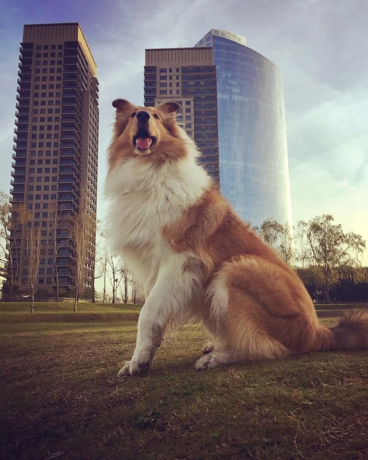 Murió Dylan, el perro de Alberto Fernández FB IMG 1763001893439